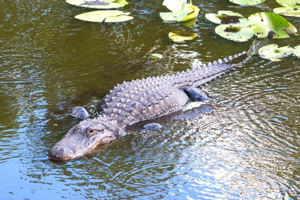 Alligators at Gatorland